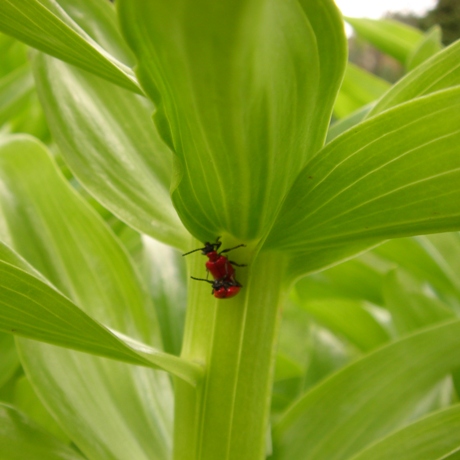 lily beetles on fritillaria